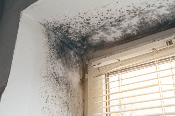 Affordable Commercial Mold Remediation solutions in Luke, MD